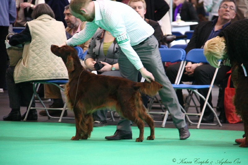 Crufts2011 657.jpg